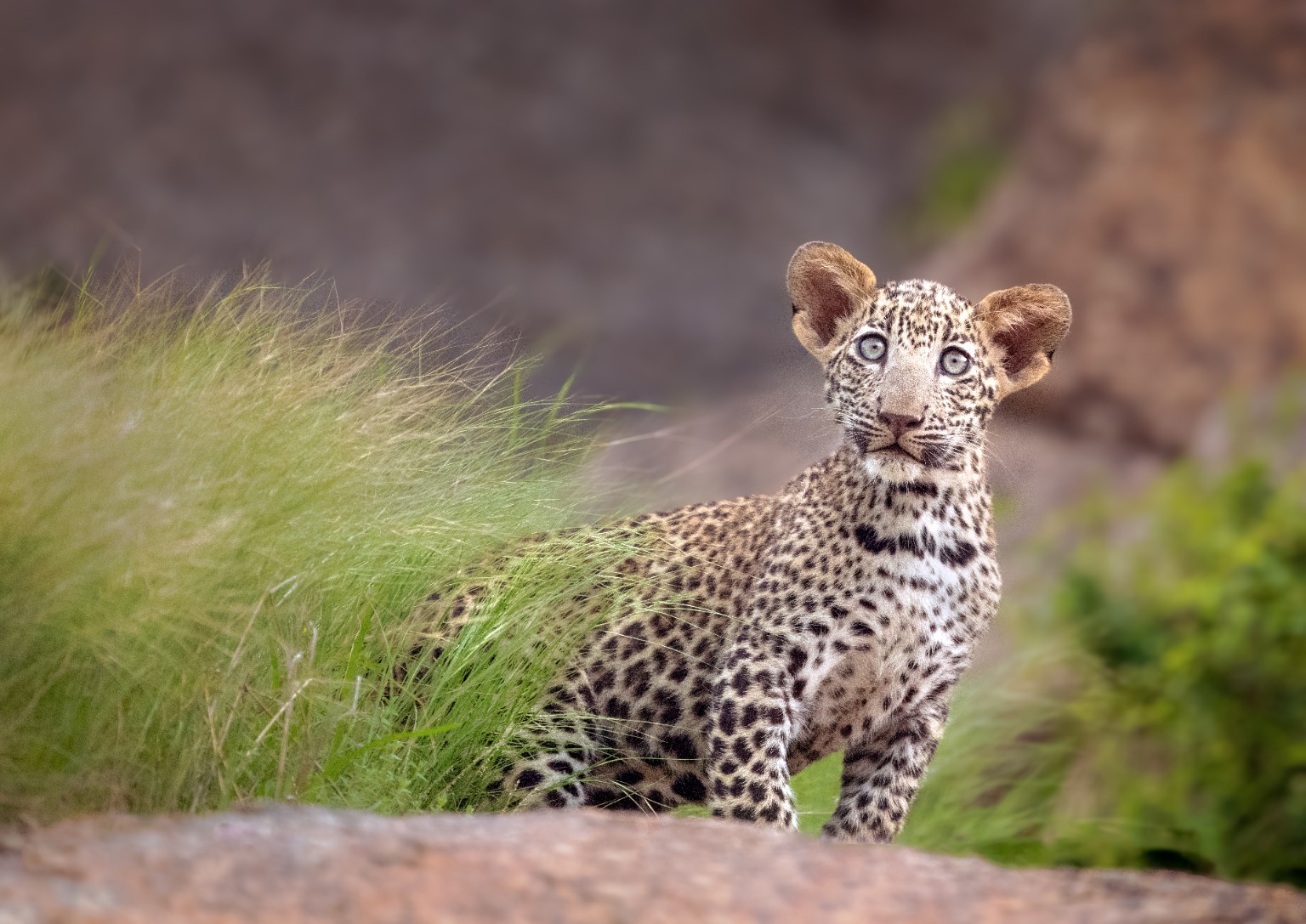 Young leopard in the Jawai landscape