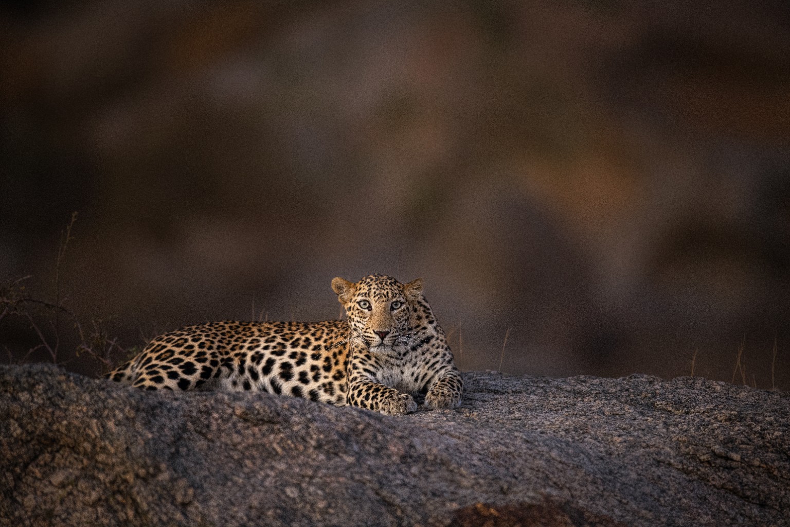 Leopard resting across Jawai granite