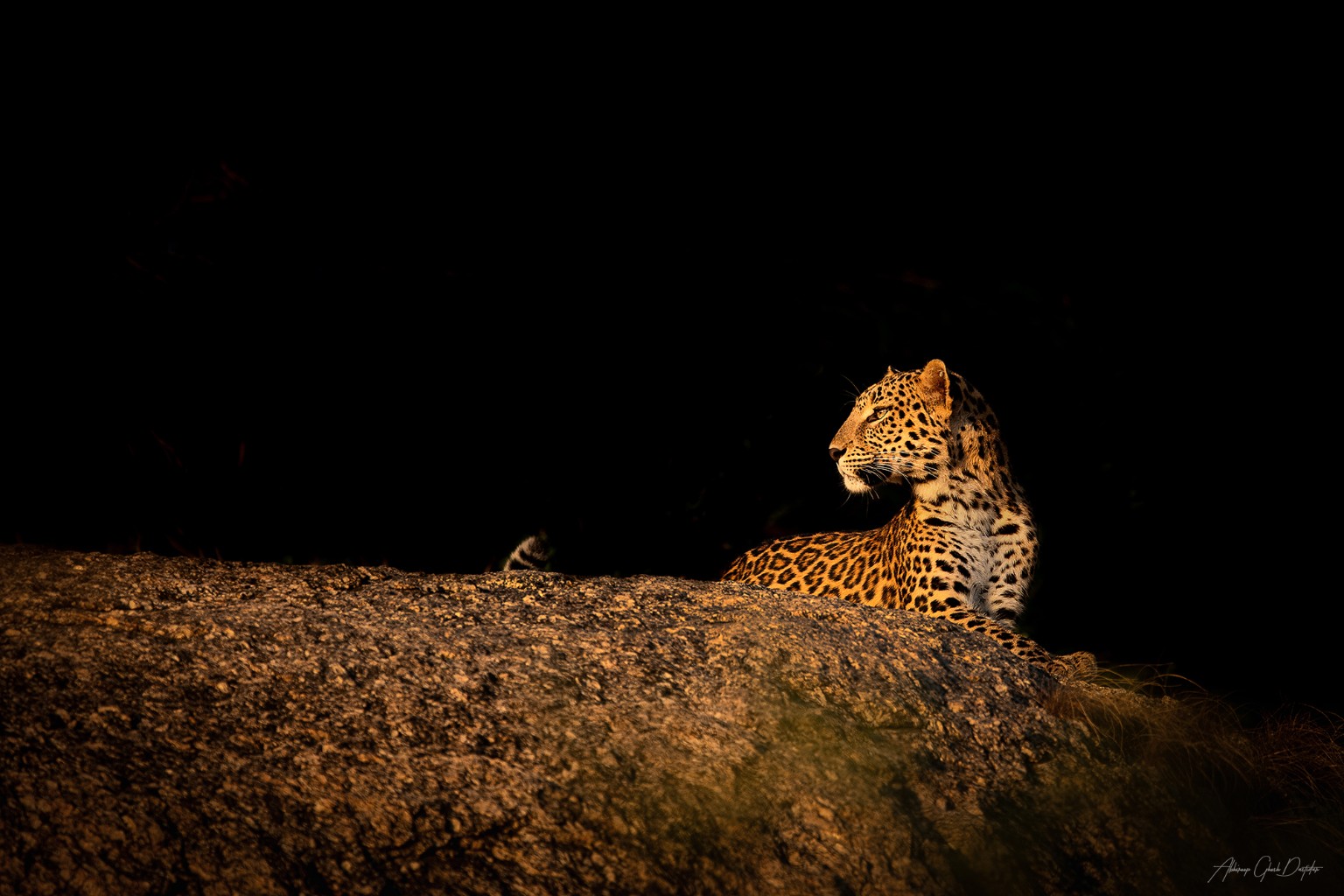 Leopard resting on a granite hill in Jawai