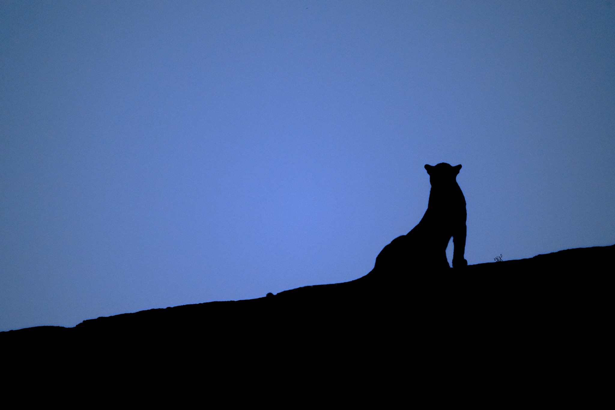 A leopard at blue hour