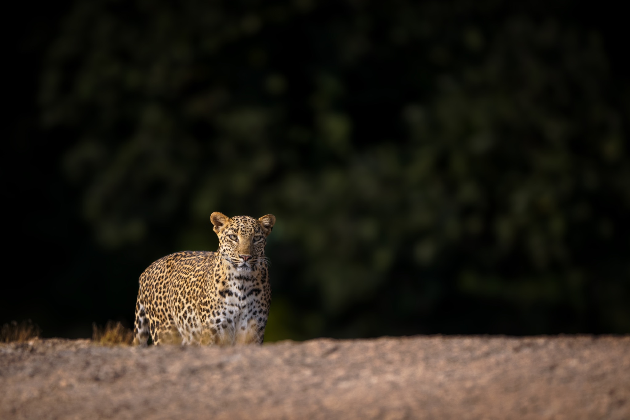 A leopard watching from a rocky ledge in Jawai