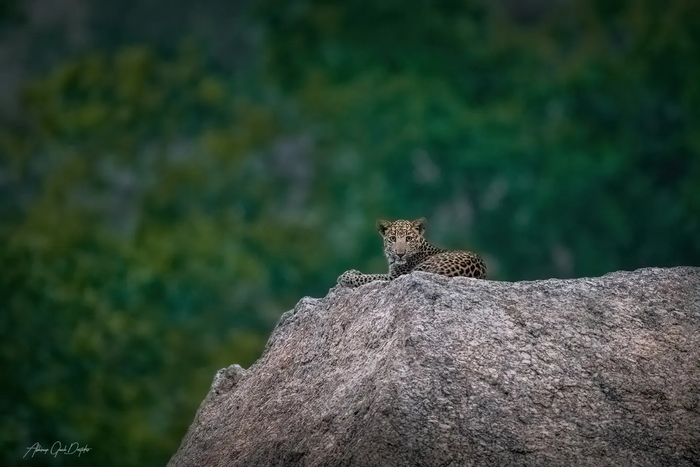 Leopard resting on a boulder against green foliage, with original photographer mark