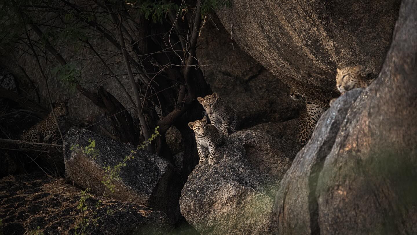 Leopards sheltered among granite boulders
