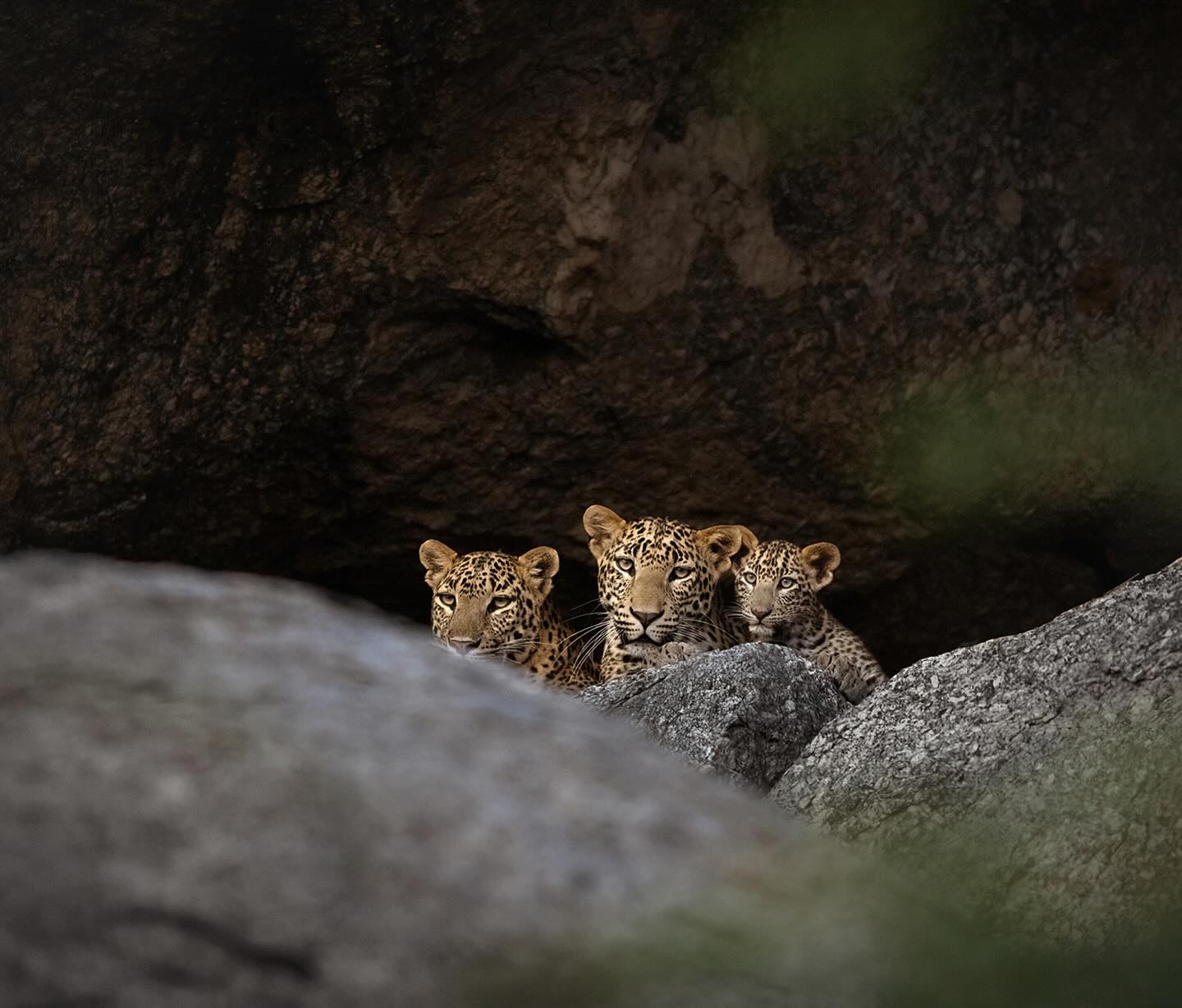Three leopards looking out from a rocky shelter
