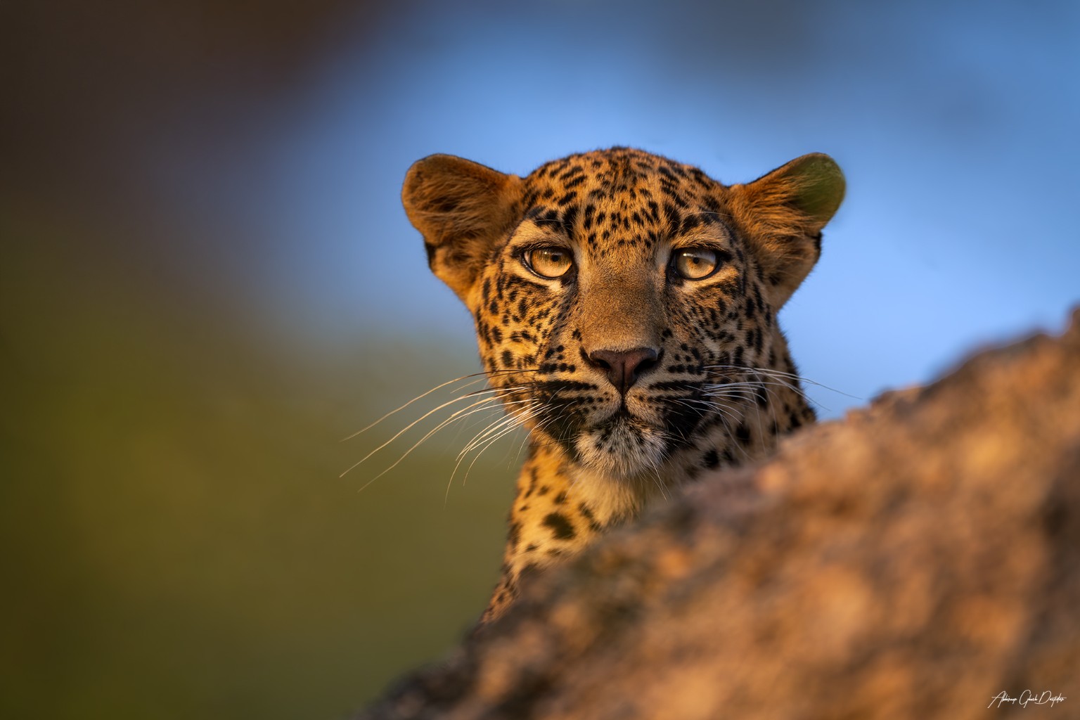 Close portrait of a Jawai leopard